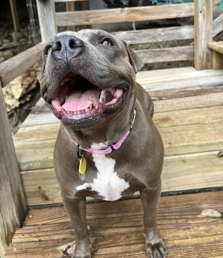 LuLu