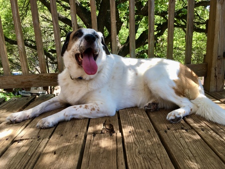 Roo