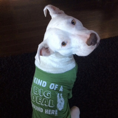 Entry image for Percy. Clicking this image will show a larger photo