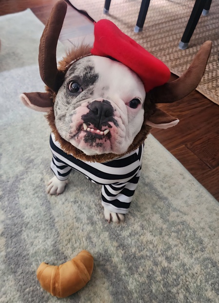 Entry image for Frankie. Clicking this image will show a larger photo