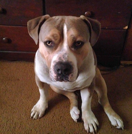 Entry image for Duke. Clicking this image will show a larger photo