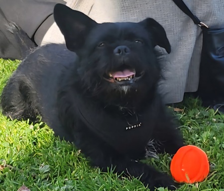 Entry image for Sherpa. Clicking this image will show a larger photo