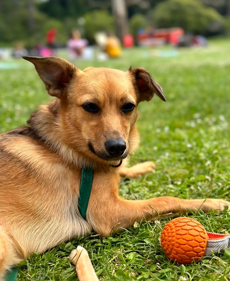 Entry image for Beans. Clicking this image will show a larger photo