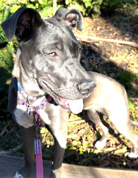 Entry image for Coco. Clicking this image will show a larger photo