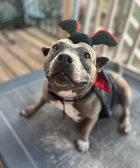 Entry image for Cricket. Clicking this image will show a larger photo