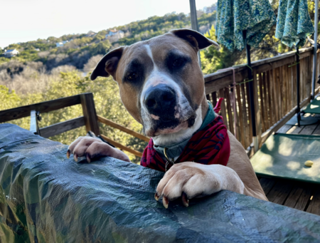 Entry image for Cheeto. Clicking this image will show a larger photo