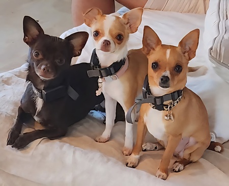 Entry image for Scooter and Bunny. Clicking this image will show a larger photo