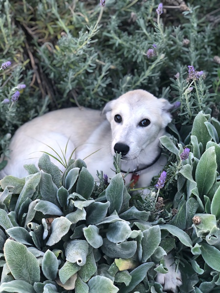 Entry image for Cherry Pineapple. Clicking this image will show a larger photo