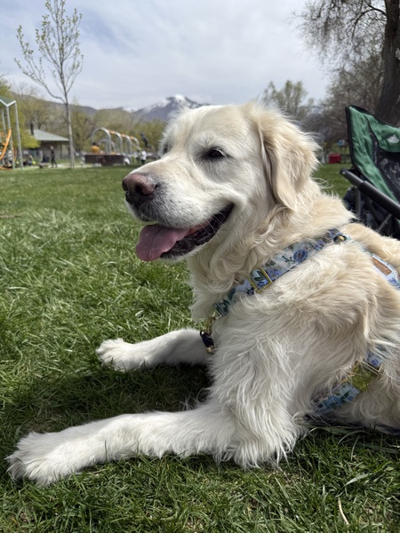 Entry image for Brie. Clicking this image will show a larger photo