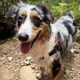 Entry image for Junie