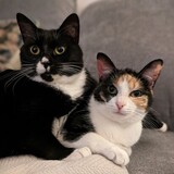 Entry image for Olivia & Conchita