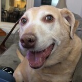 Entry image for Miss Piper Rodriguez