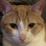 Entry image for Pickles Meowski 