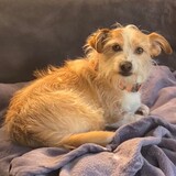 Entry image for Yarrow the rescue dog 