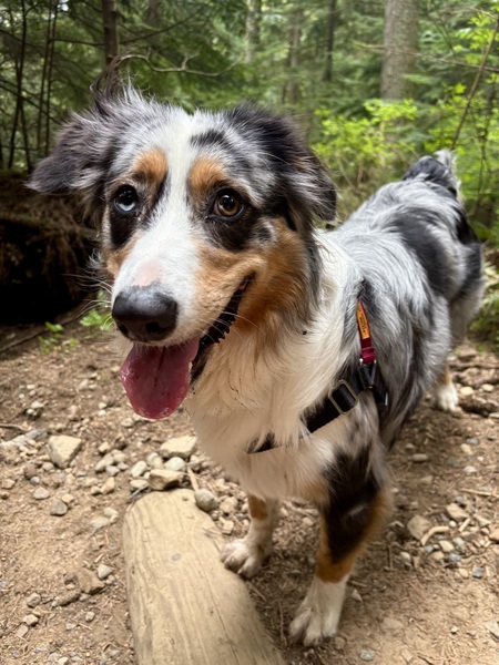 Entry image for Junie. Clicking this image will show a larger photo