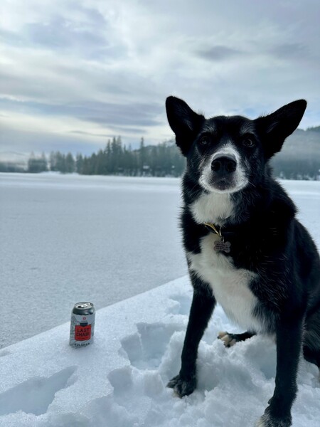 Entry image for Percy. Clicking this image will show a larger photo