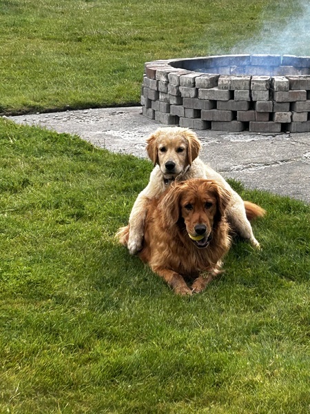 Entry image for Leo & Louie. Clicking this image will show a larger photo