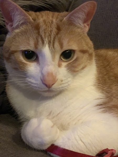 Entry image for Pickles Meowski . Clicking this image will show a larger photo