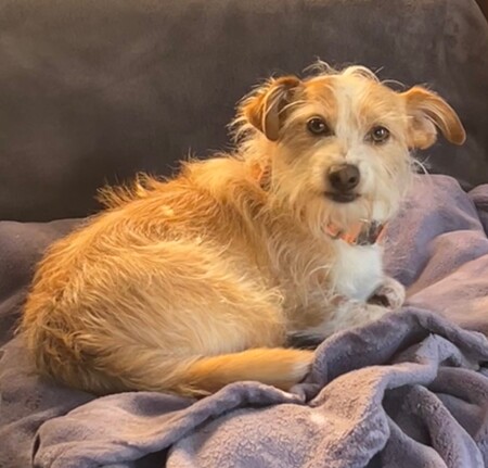 Entry image for Yarrow the rescue dog . Clicking this image will show a larger photo