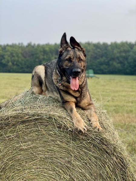 Kaiser