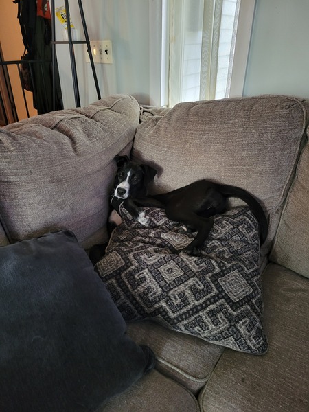 Pepper