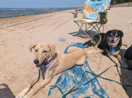 Rocket (Beau from Afghanistan) & George
