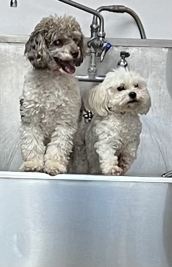 Teddy and Sadie
