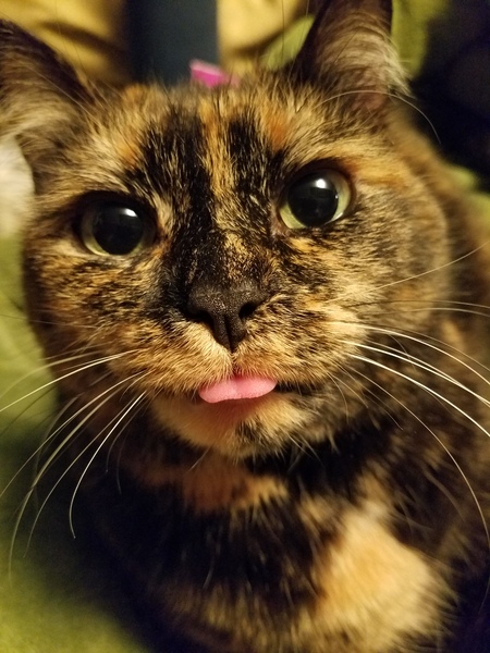 Tasha
