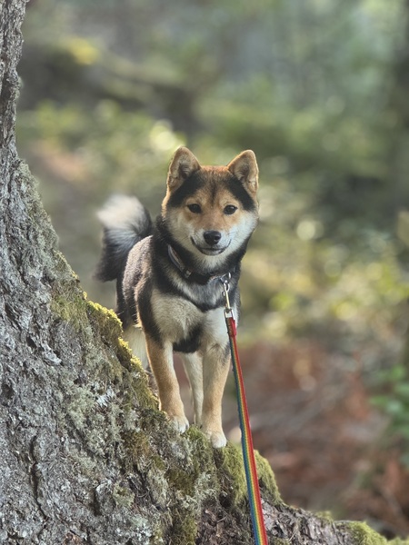 Kaida