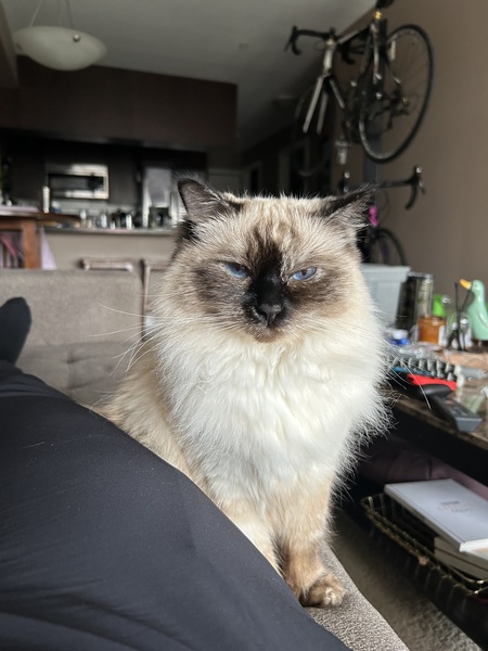 Phoebe