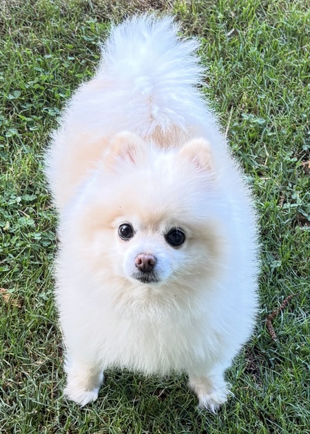 Gizmo (AKA Fish) 
