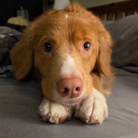 Willow
