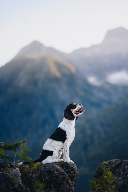 Stella 