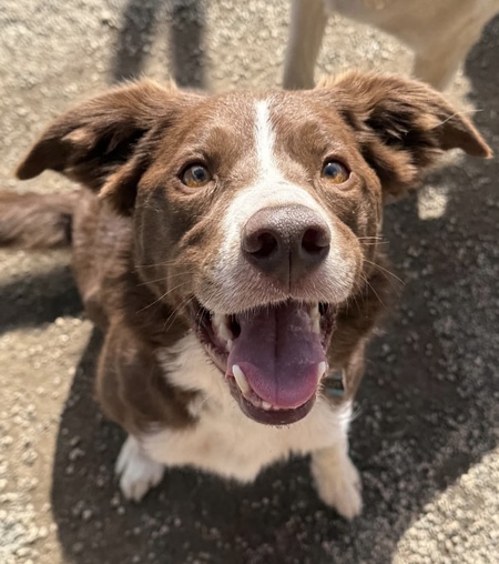 Scout
