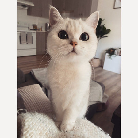 Maisie
