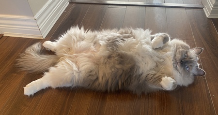 Frank “Frankie” Purrnatra