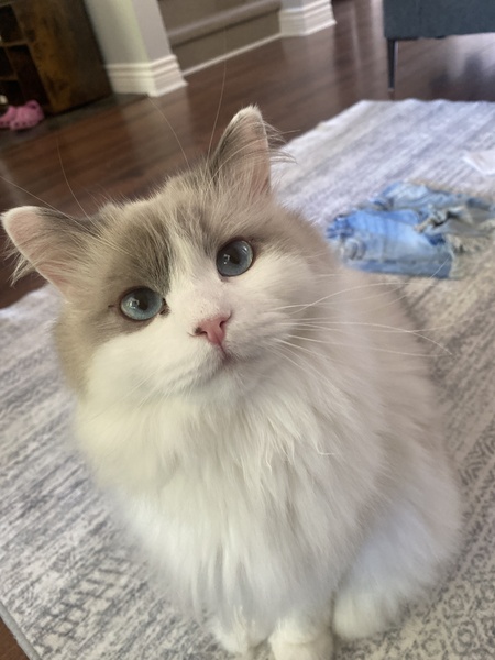 George Meowchael 