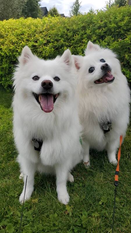 Baxter & Dexter 