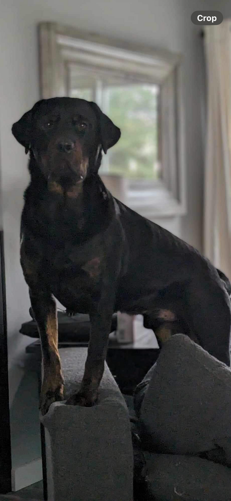 Brody