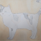 Entry image for calico