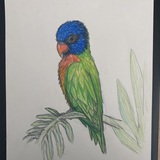 Entry image for Rainbow Lorikeet