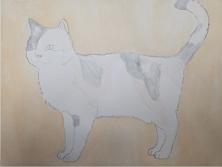 Entry image for calico. Clicking this image will show a larger photo