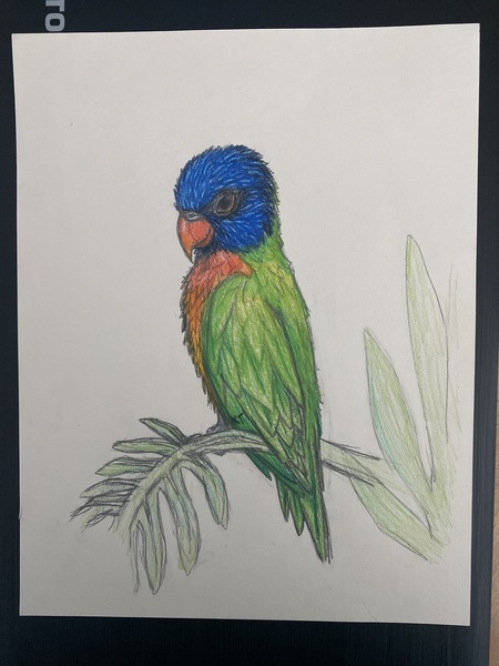 Entry image for Rainbow Lorikeet. Clicking this image will show a larger photo