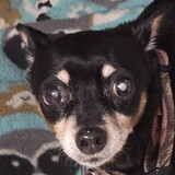Entry image for Lacey Lou