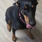 Entry image for Sadie