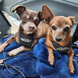 Entry image for Moose & Scrappy