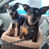 Entry image for Stewie & Sawyer