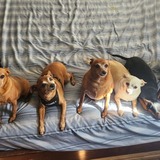 Entry image for Reed, Scrappy, Bennie, Scooby, Ted, Bill, & Squirrel 