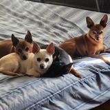 Entry image for Scooby, Ted, Bill, Scrappy