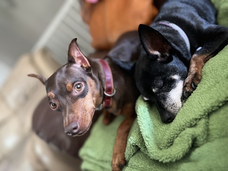 Jersey (Chocolate) Snickers (Black & Tan)